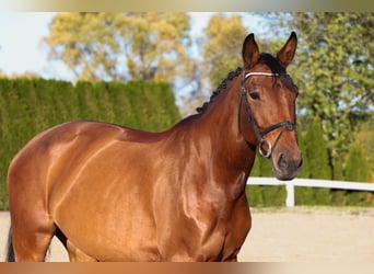 Zangersheider, Stute, 7 Jahre, 164 cm, Brauner