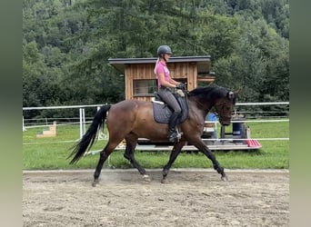 Zangersheider, Stute, 7 Jahre, 165 cm, Dunkelbrauner