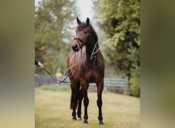 Zangersheider, Stute, 7 Jahre, 165 cm, Dunkelbrauner