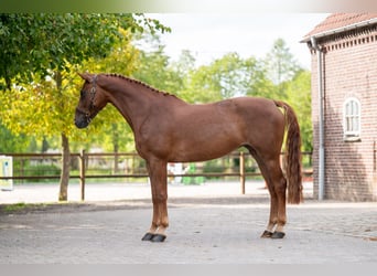 Zangersheider, Stute, 7 Jahre, 165 cm, Fuchs