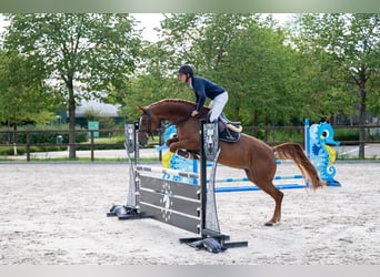 Zangersheider, Stute, 7 Jahre, 165 cm, Fuchs