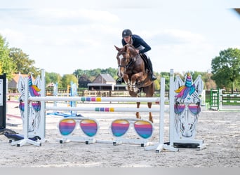 Zangersheider, Stute, 7 Jahre, 165 cm, Fuchs