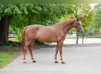 Zangersheider, Stute, 7 Jahre, 165 cm, Fuchs