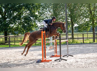 Zangersheider, Stute, 7 Jahre, 165 cm, Fuchs