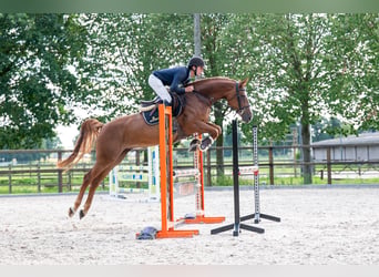 Zangersheider, Stute, 7 Jahre, 165 cm, Fuchs