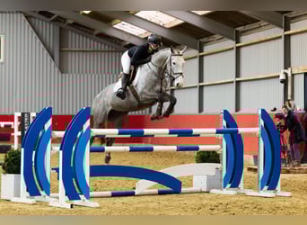 Zangersheider, Stute, 7 Jahre, 165 cm