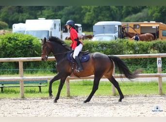 Zangersheider, Stute, 7 Jahre, 165 cm