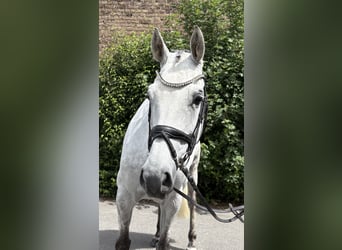 Zangersheider, Stute, 7 Jahre, 166 cm, Apfelschimmel
