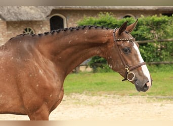 Zangersheider, Stute, 7 Jahre, 166 cm, Schecke