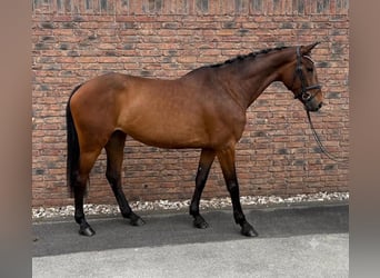Zangersheider, Stute, 7 Jahre, 167 cm, Brauner