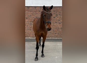Zangersheider, Stute, 7 Jahre, 167 cm, Brauner