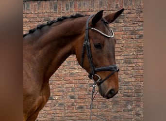 Zangersheider, Stute, 7 Jahre, 167 cm, Brauner