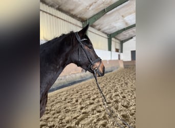 Zangersheider, Stute, 7 Jahre, 167 cm, Schwarzbrauner