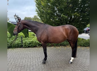 Zangersheider, Stute, 7 Jahre, 168 cm, Brauner