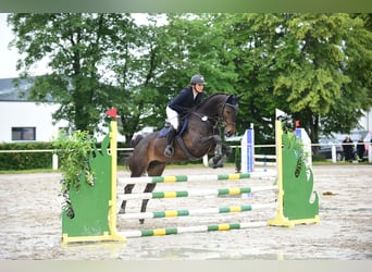 Zangersheider, Stute, 7 Jahre, 168 cm, Dunkelbrauner