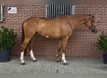 Zangersheider, Stute, 7 Jahre, 168 cm, Fuchs