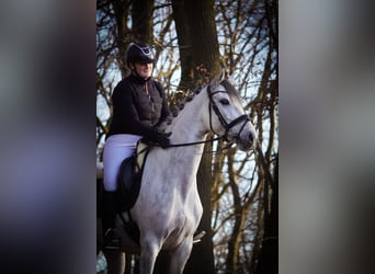 Zangersheider, Stute, 7 Jahre, 168 cm, Rappschimmel