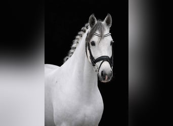 Zangersheider, Stute, 7 Jahre, 168 cm, Rappschimmel