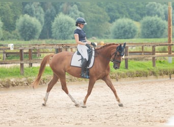 Zangersheider, Stute, 7 Jahre, 169 cm, Fuchs