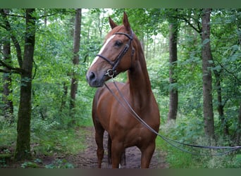 Zangersheider, Stute, 7 Jahre, 169 cm, Fuchs