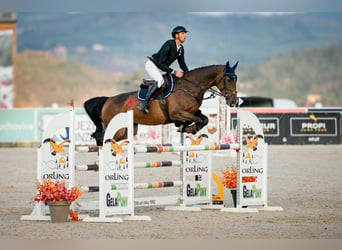 Zangersheider, Stute, 7 Jahre, 170 cm, Brauner