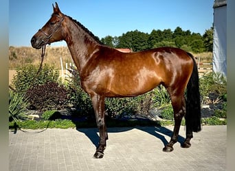 Zangersheider, Stute, 7 Jahre, 170 cm, Dunkelbrauner