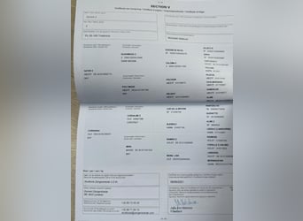 Zangersheider, Stute, 7 Jahre, 170 cm, Dunkelbrauner