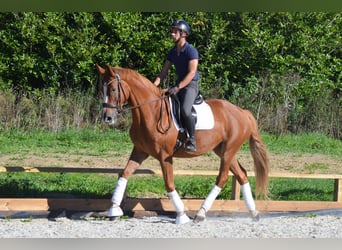 Zangersheider, Stute, 7 Jahre, 170 cm, Fuchs