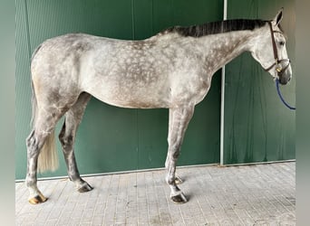 Zangersheider, Stute, 7 Jahre, 170 cm, Schimmel