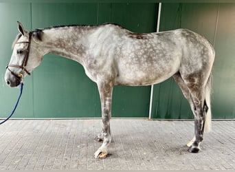 Zangersheider, Stute, 7 Jahre, 170 cm, Schimmel