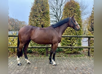 Zangersheider, Stute, 7 Jahre, 172 cm, Brauner