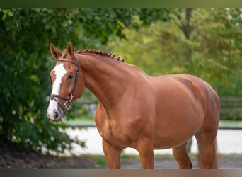 Zangersheider, Stute, 7 Jahre, 174 cm, Fuchs