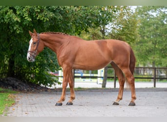 Zangersheider, Stute, 7 Jahre, 174 cm, Fuchs