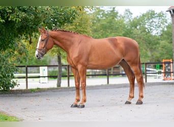 Zangersheider, Stute, 7 Jahre, 174 cm, Fuchs