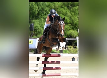Zangersheider, Stute, 7 Jahre, 176 cm, Brauner