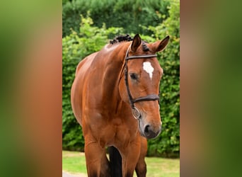 Zangersheider, Stute, 7 Jahre, 177 cm, Brauner