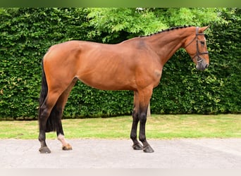Zangersheider, Stute, 7 Jahre, 177 cm, Brauner