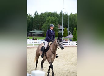 Zangersheider, Stute, 7 Jahre, Schimmel