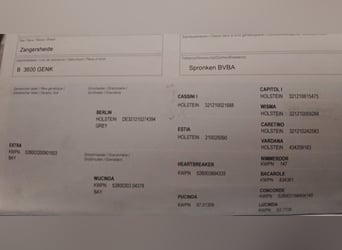 Zangersheider, Stute, 7 Jahre, Schwarzbrauner