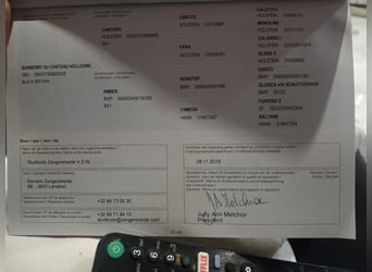 Zangersheider, Stute, 7 Jahre, Schwarzbrauner