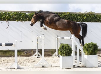 Zangersheider, Stute, 8 Jahre, 161 cm, Brauner