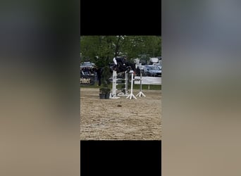 Zangersheider, Stute, 8 Jahre, 162 cm, Rappe