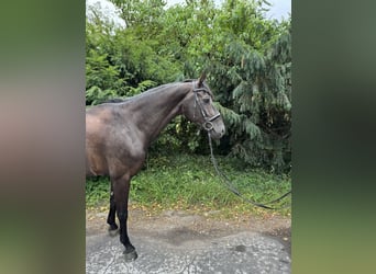 Zangersheider, Stute, 8 Jahre, 162 cm, Rappe