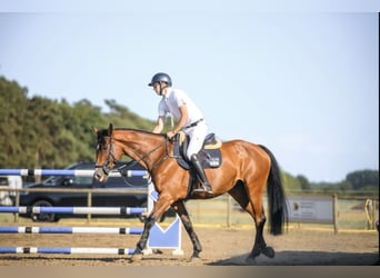 Zangersheider, Stute, 8 Jahre, 165 cm, Brauner