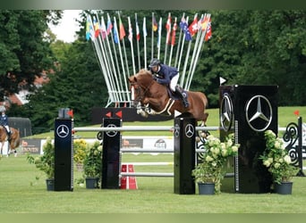 Zangersheider, Stute, 8 Jahre, 167 cm, Fuchs