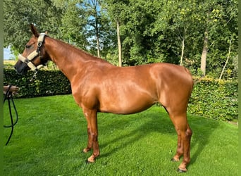 Zangersheider, Stute, 8 Jahre, 167 cm, Fuchs