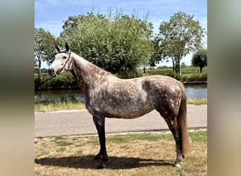 Zangersheider, Stute, 8 Jahre, 167 cm, Schimmel