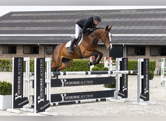 Zangersheider, Stute, 8 Jahre, 167 cm