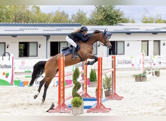 Zangersheider, Stute, 8 Jahre, 168 cm, Rotbrauner