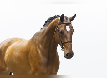 Zangersheider, Stute, 8 Jahre, 169 cm